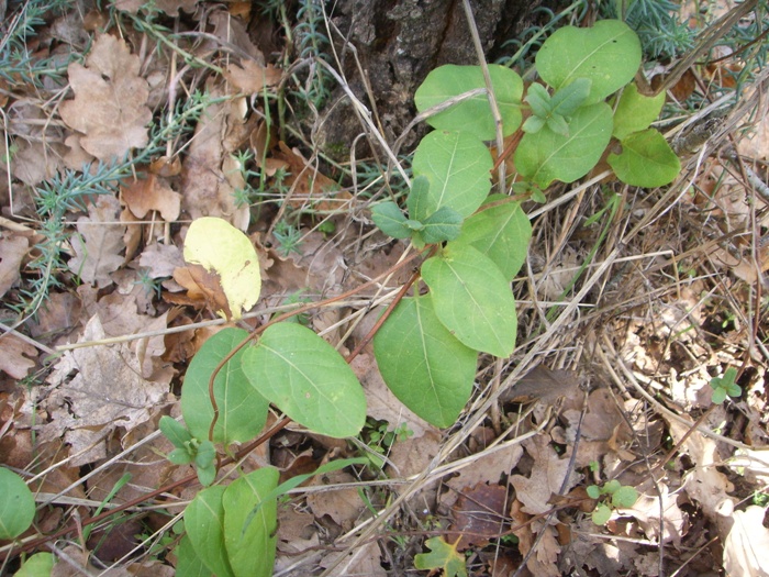 Rampicante - Lonicera sp.